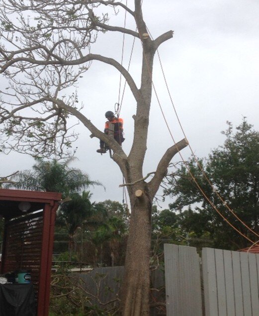 Bix St Tree Works