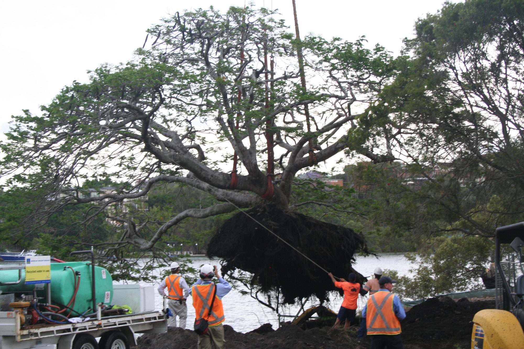 Tree Root Pruning — Water Knifing
