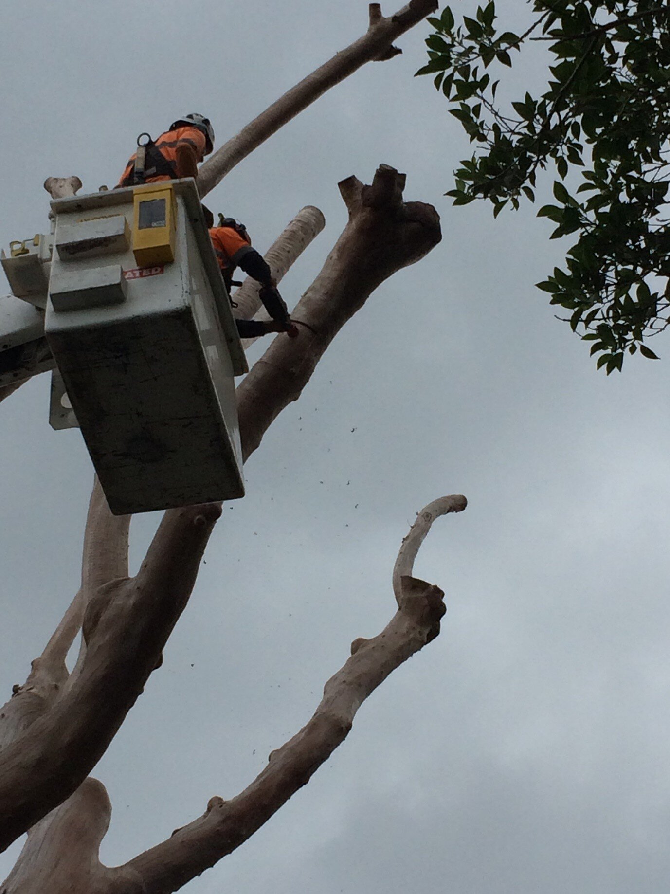 Currumbin Tree Works