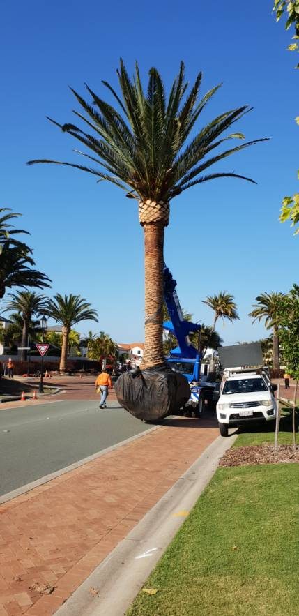 Date Palm Planting