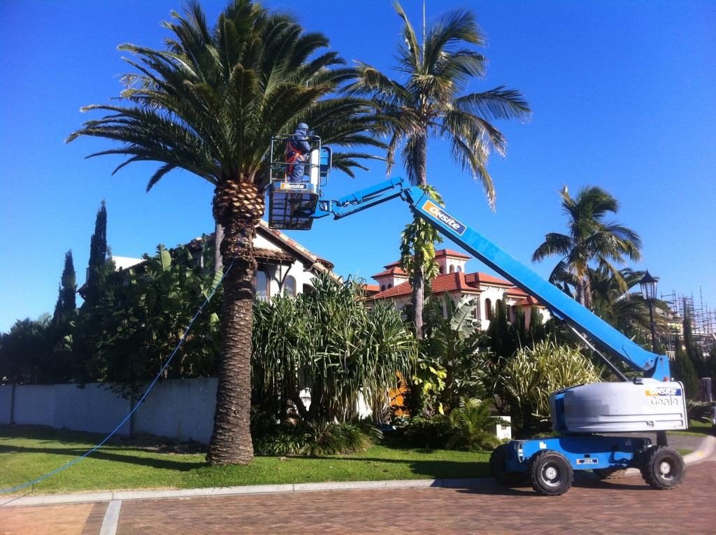 Date Palm Foliage Spraying