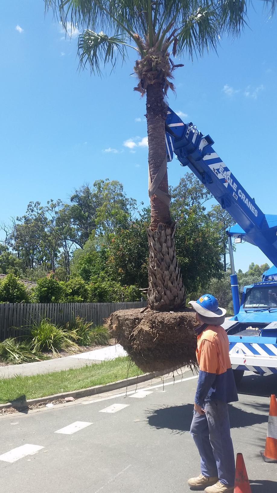 Palm Transplanting