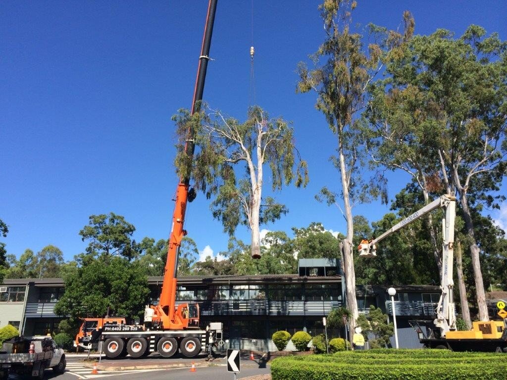 Nerang Administration Building Tree Removal