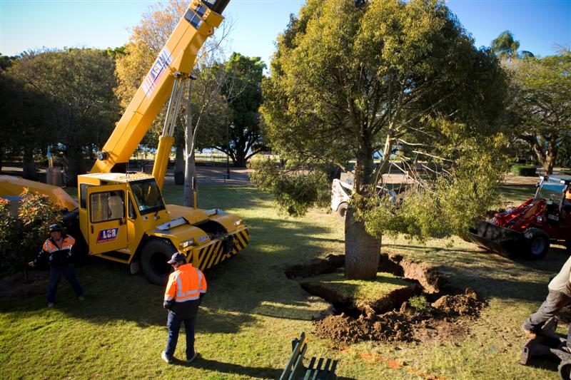 New Farm Park Bottle Tree Relocation