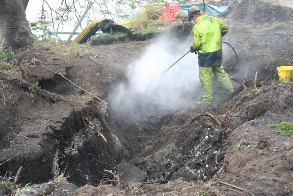 New Farm Park Fig Tree Relocation