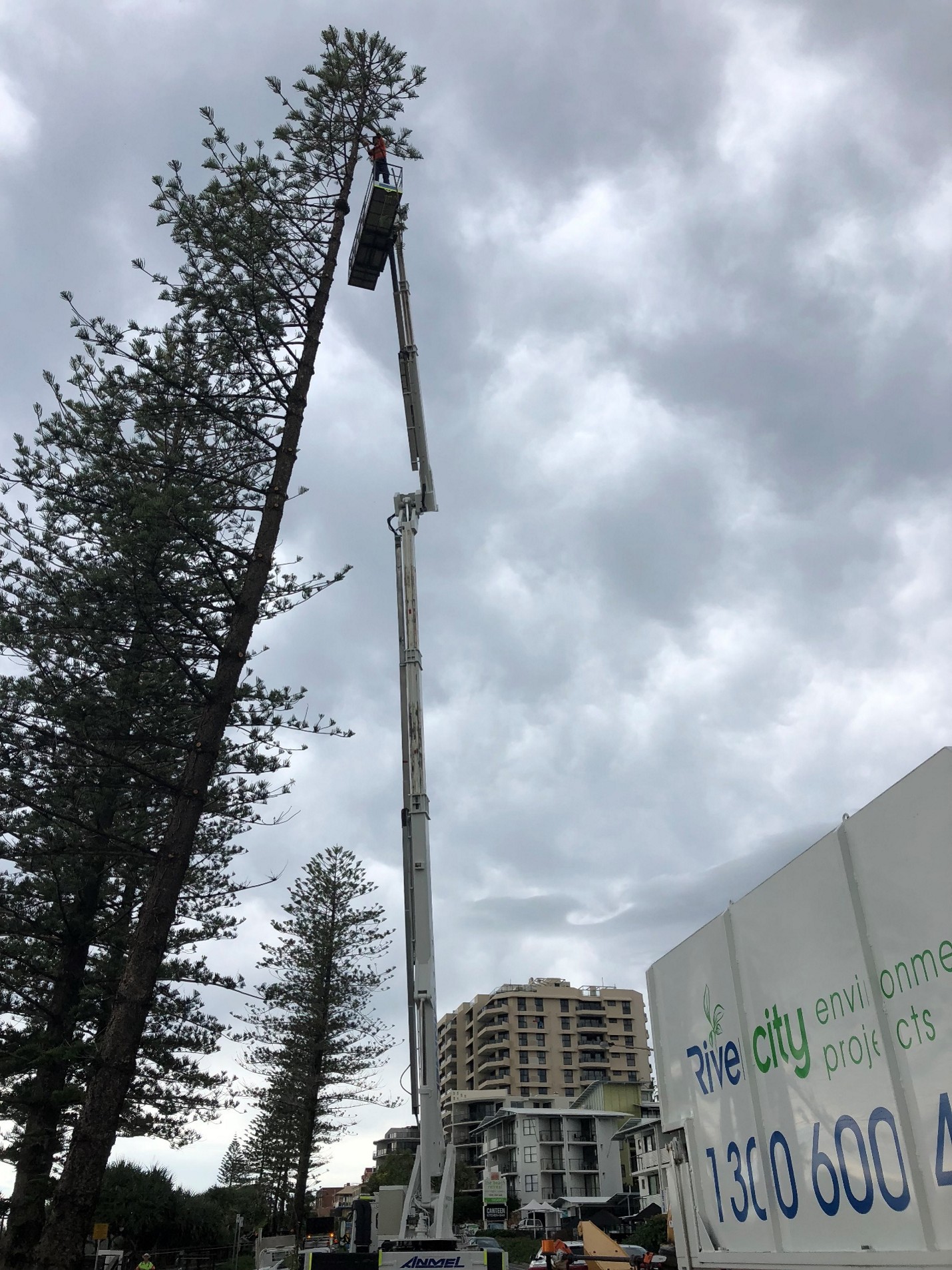 Large Norfolk Pine Removals — photo 1