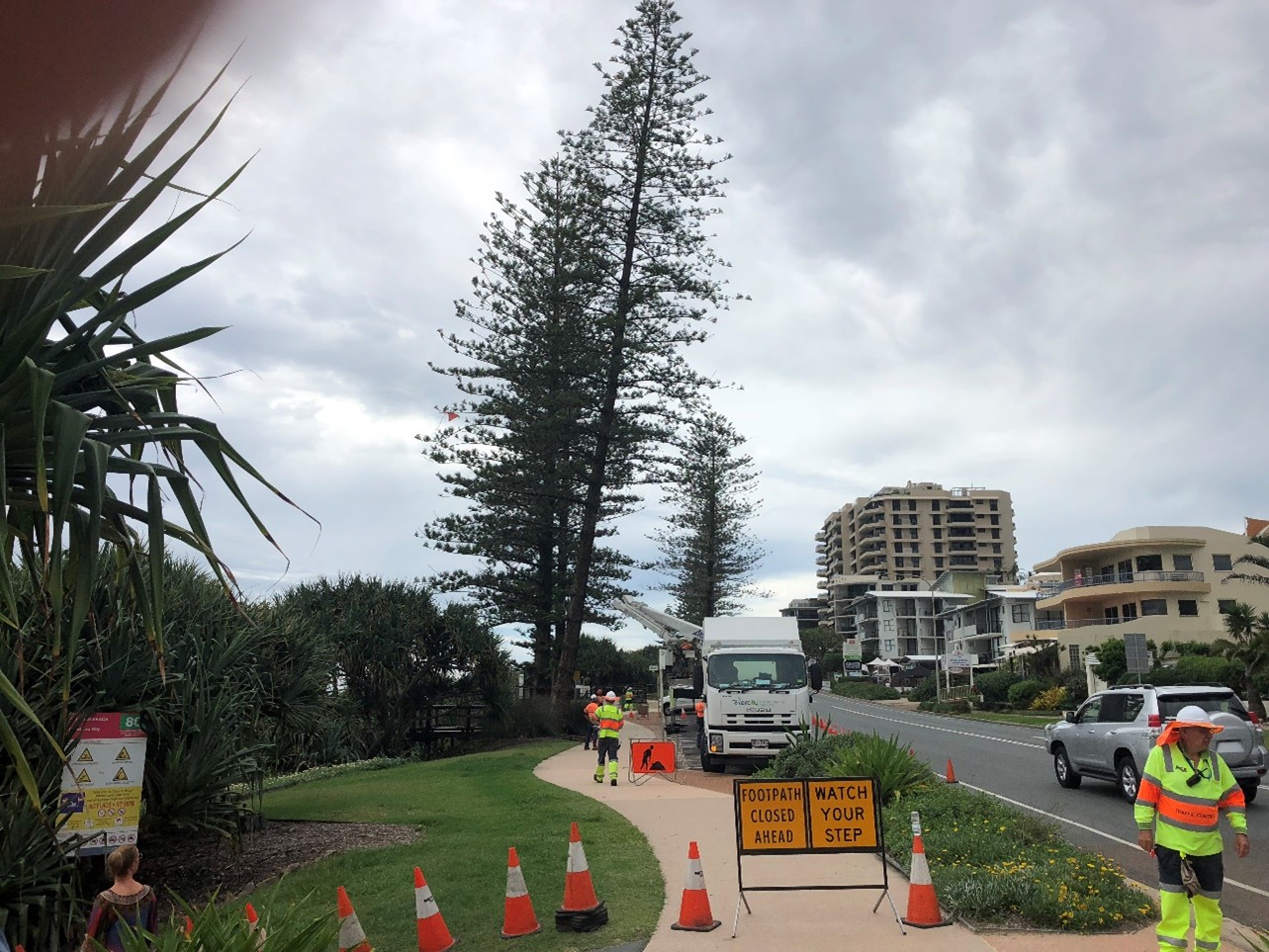 Large Norfolk Pine Removals — photo 3
