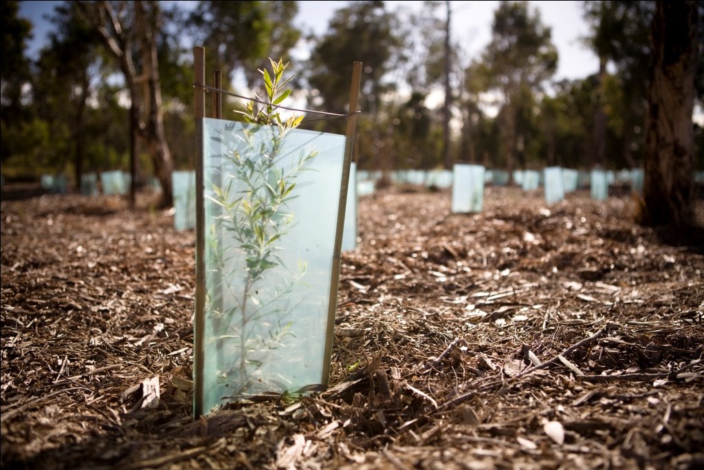 Native revegetation site supported by Rivercity Environmental