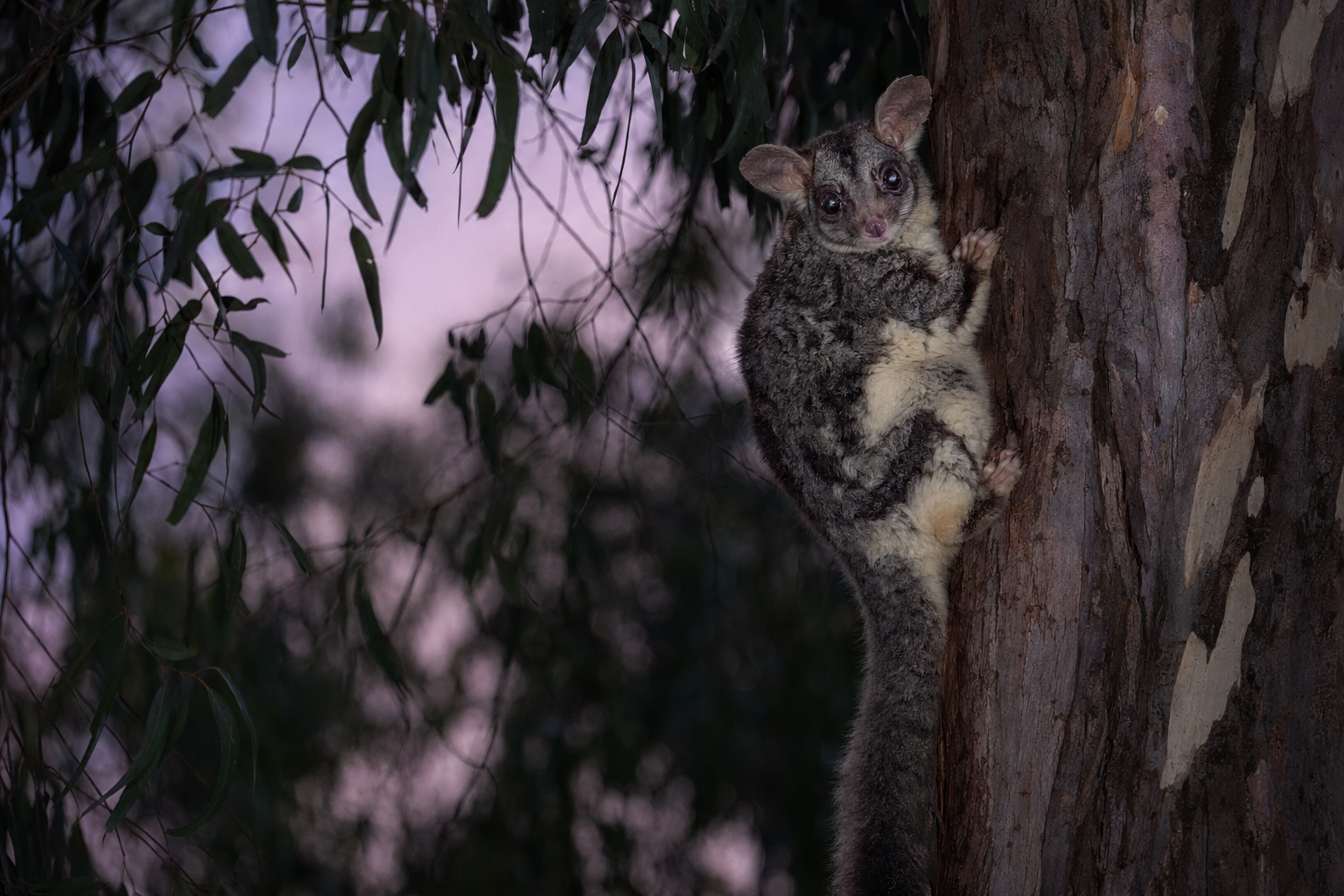 Greater Glider