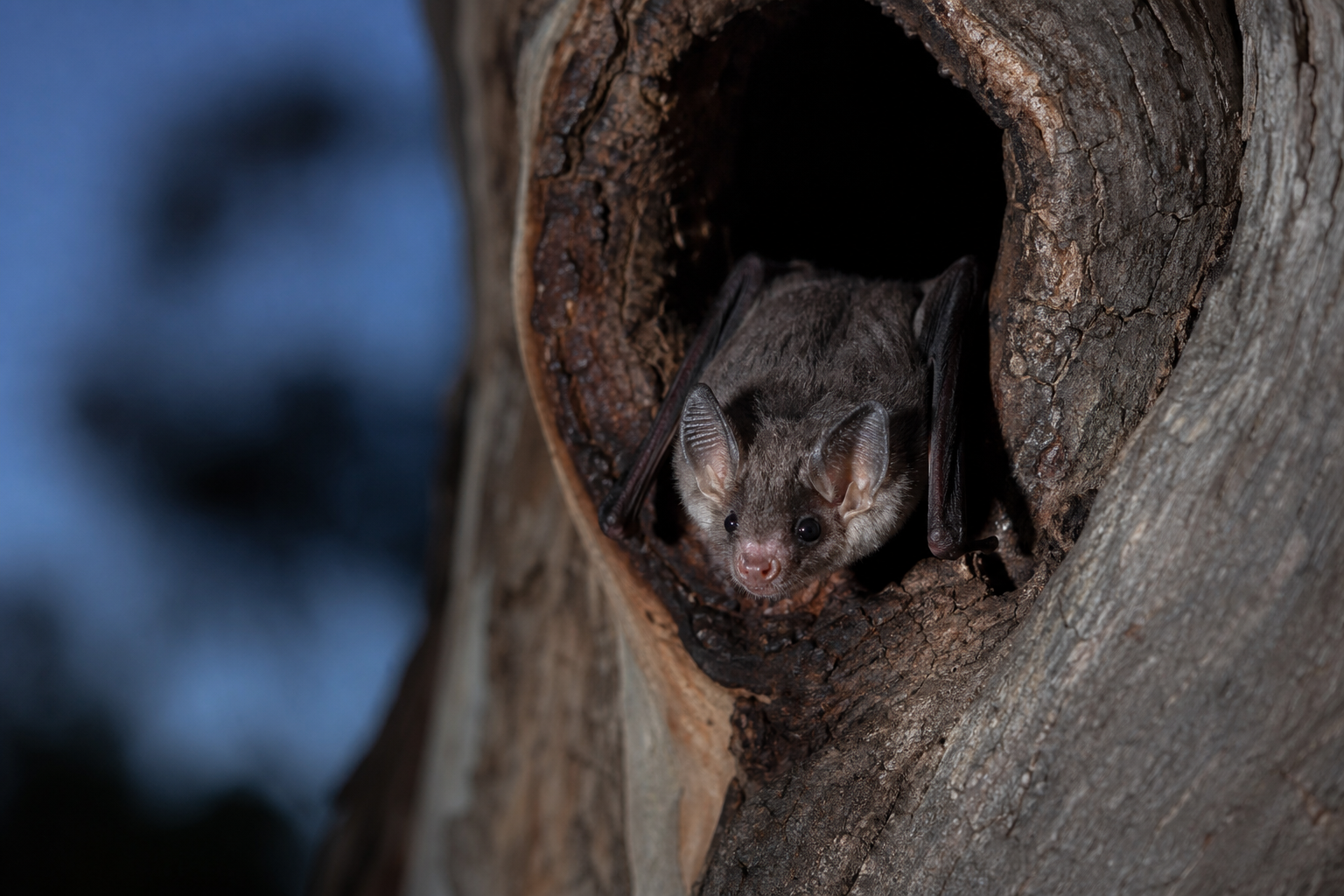 Microbats