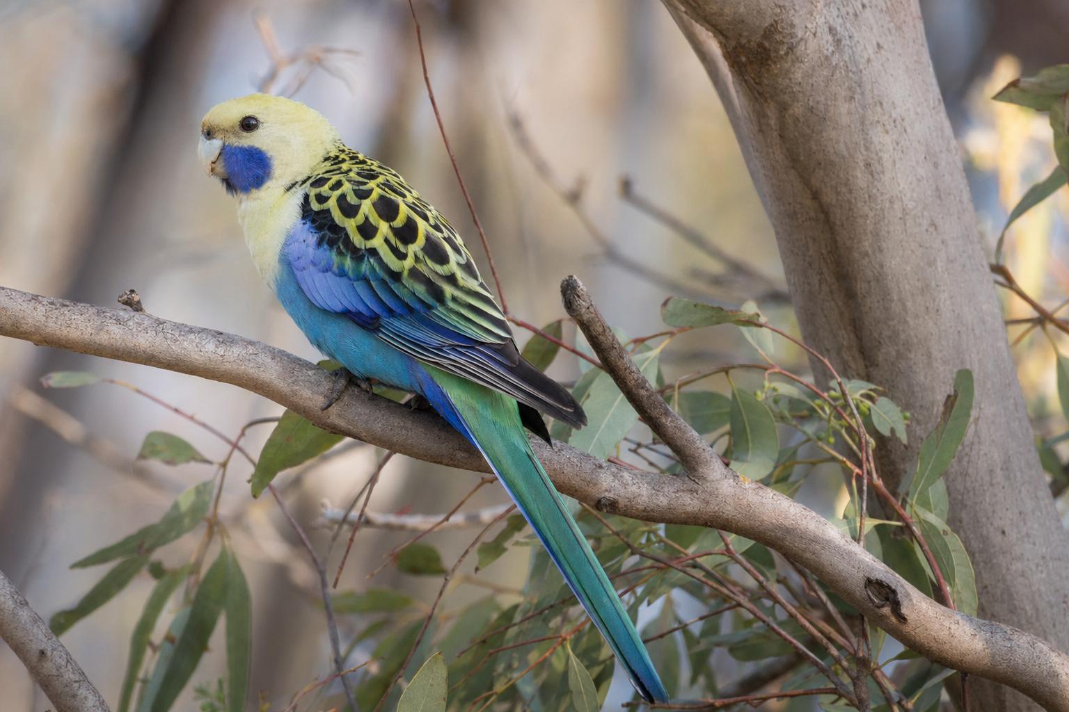 Pale-headed Rosella