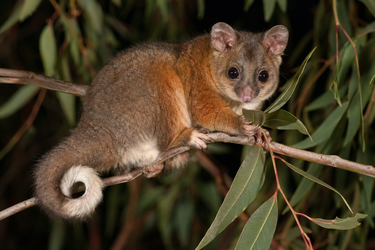 Common Ringtail Possum